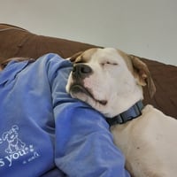 Buster - ADOPTED! - Photo 12