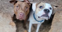 Buster - ADOPTED! - Photo 13