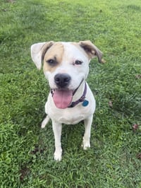 Buster - ADOPTED! - Photo 1