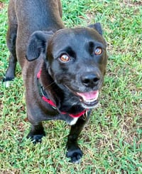 Bean - Photo 5