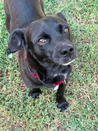 Bean - Photo 8