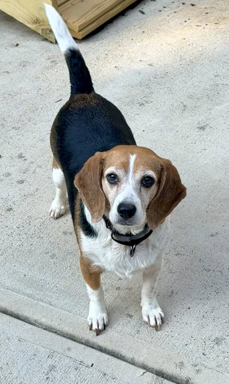 Lucy Image