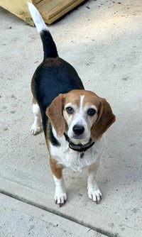 Lucy - Photo 1