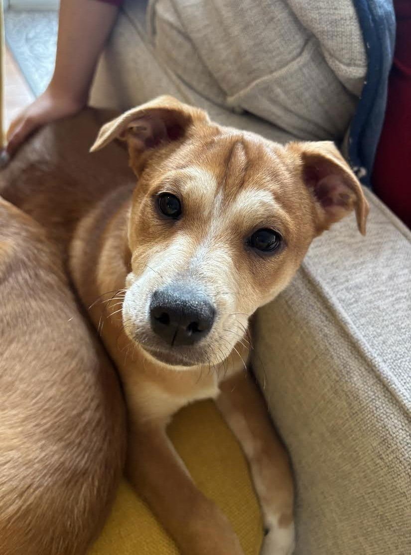 SHAGGY - Beagle / Terrier for adoption in Alexandria