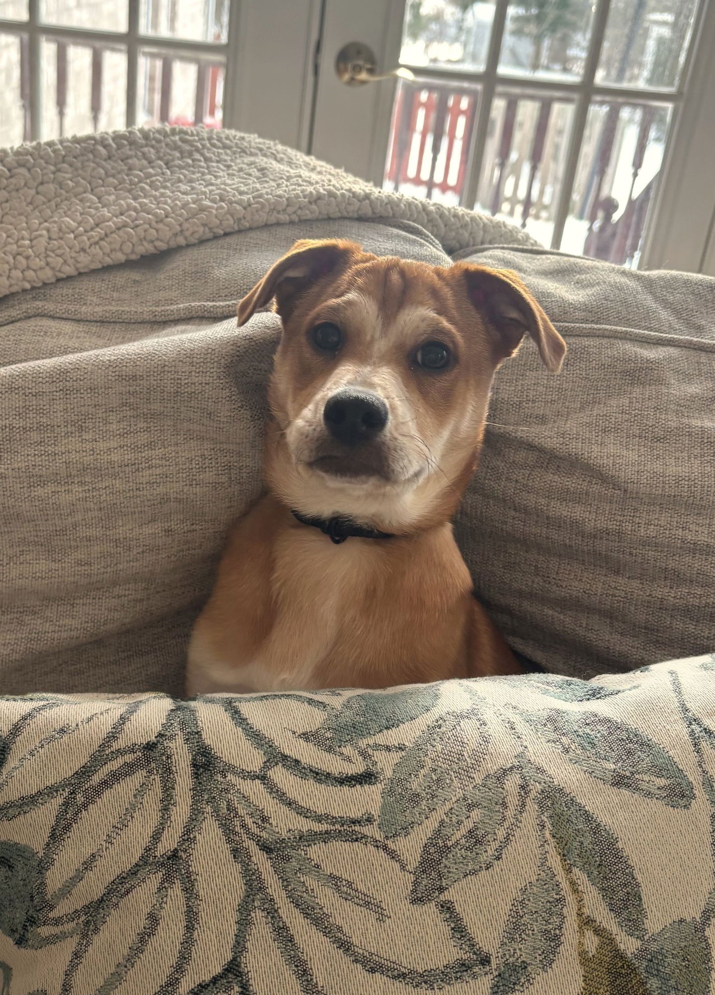 Shaggy - Photo 4