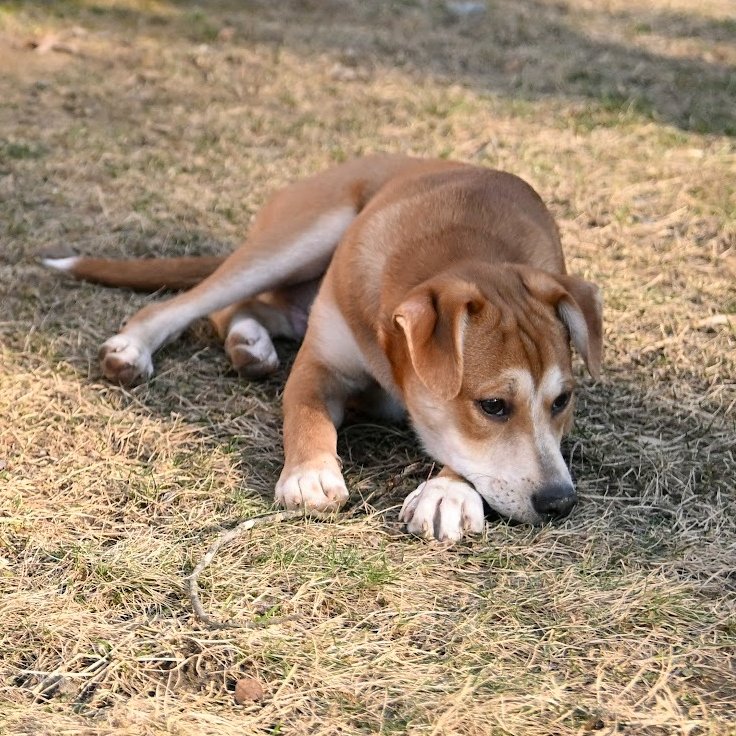 Shaggy - Photo 6