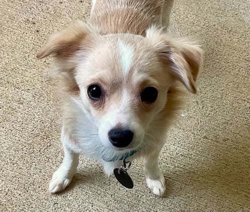 LAINEY - ADOPTION PENDING!!!