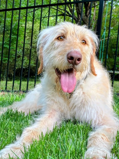 SCOTTIE - Labrador Retriever / Poodle (Standard) for adoption in Alexandria