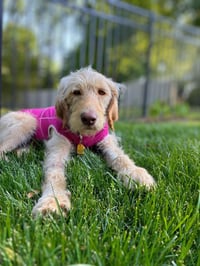 Scottie - Photo 2