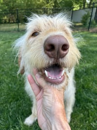 Scottie - Photo 4