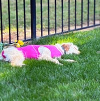 Scottie - Photo 5