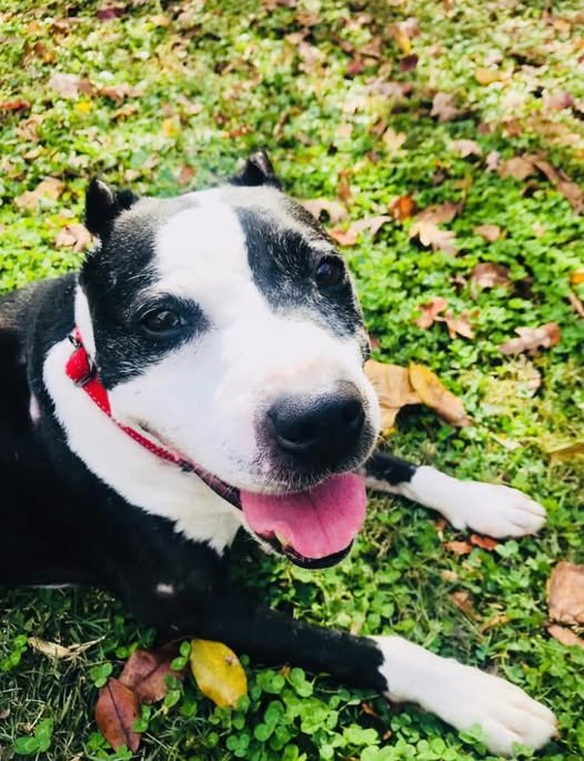 TREVOR - American Staffordshire Terrier for adoption in Alexandria