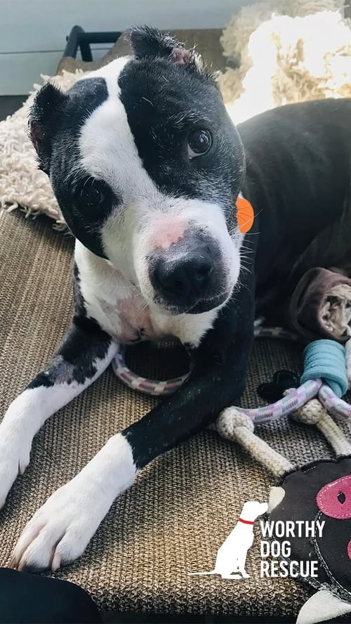 TREVOR - ADOPTED!