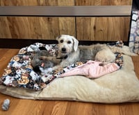 Murphy - Photo 3