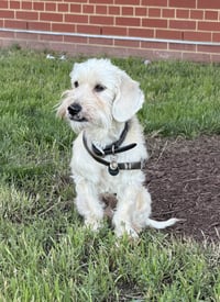 Murphy - Photo 5