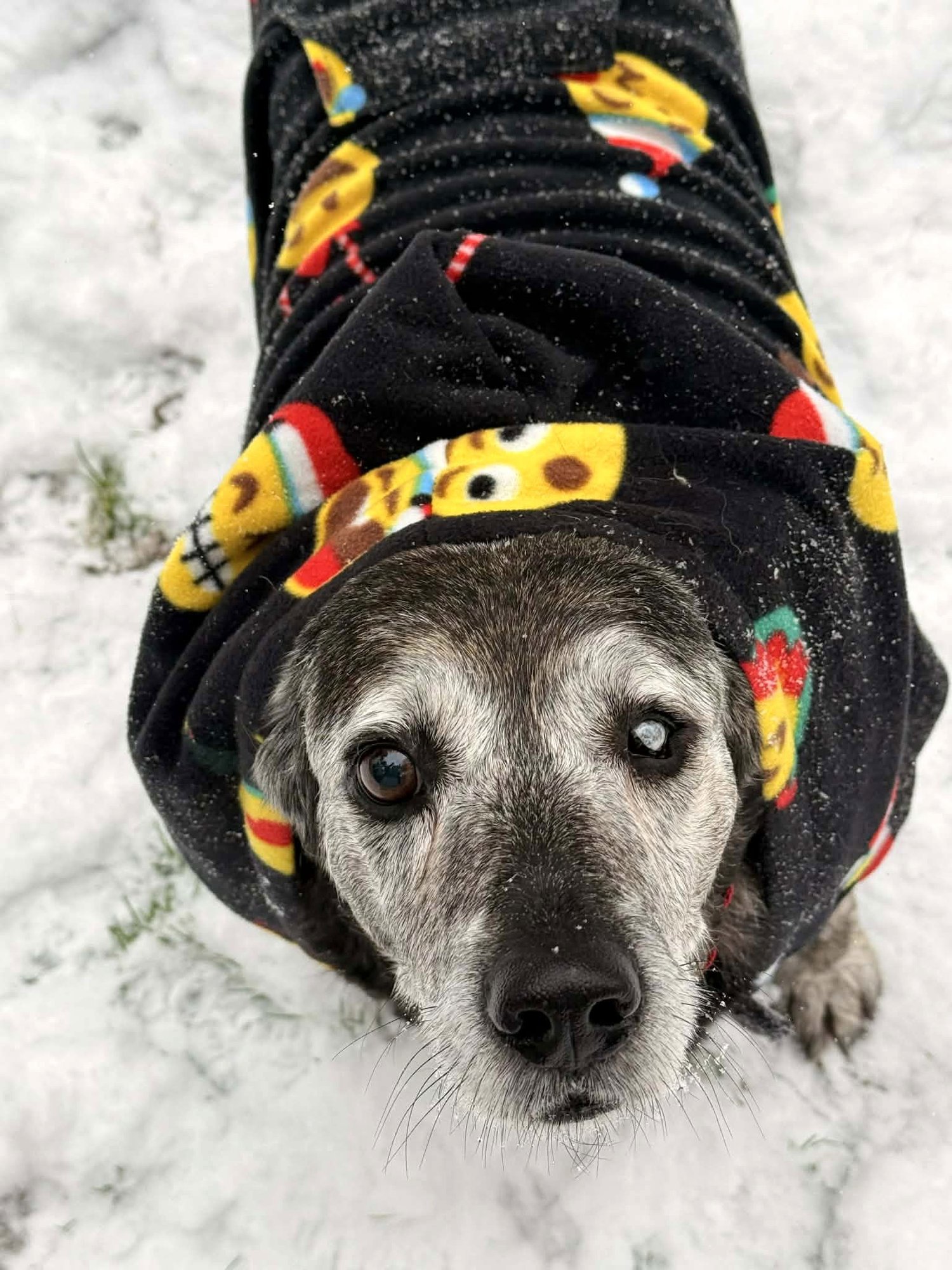 WYATT - Labrador Retriever / Hound for adoption in Alexandria
