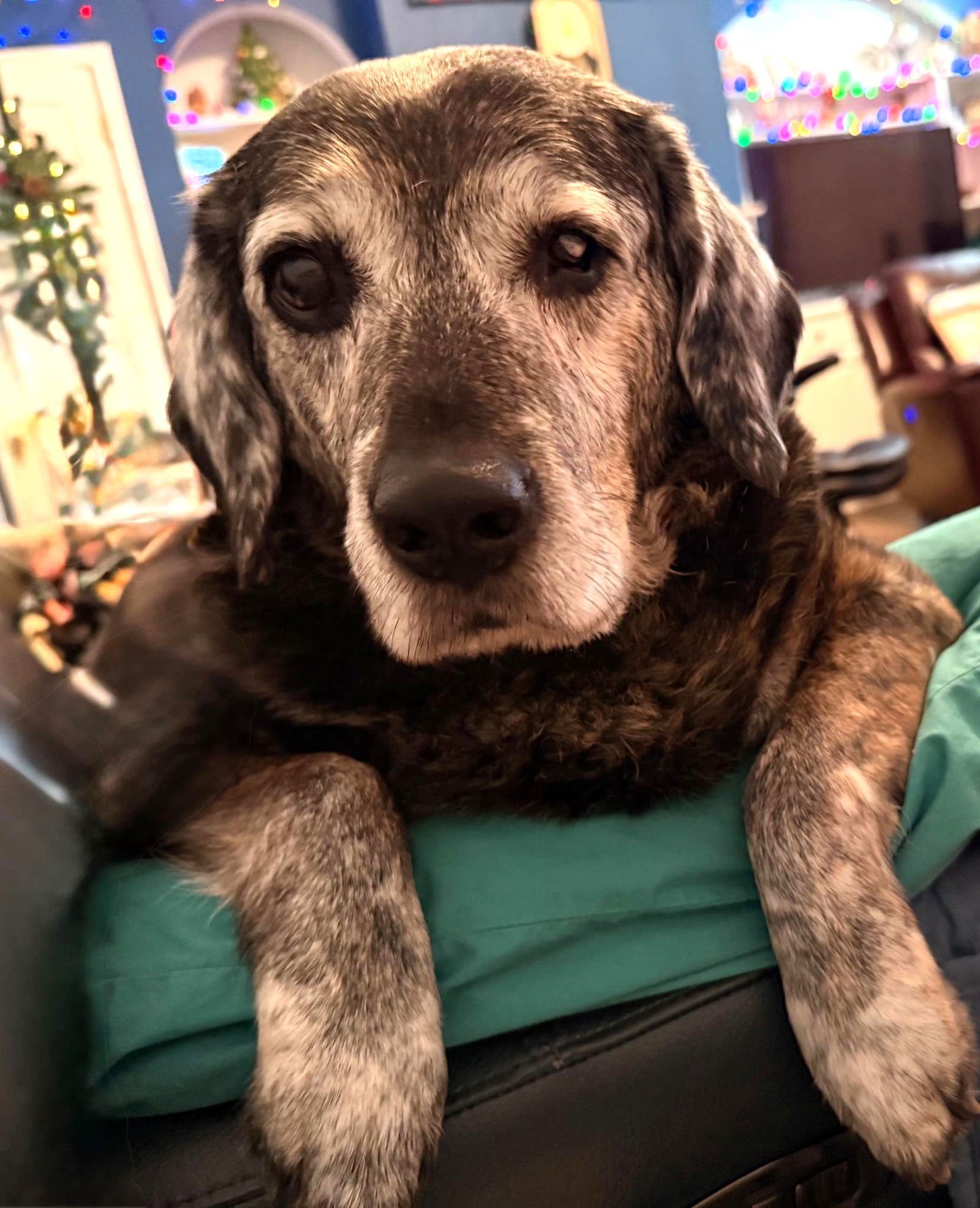 Wyatt - Photo 4