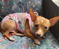 Ellie - ADOPTION PENDING!!! - Photo 3