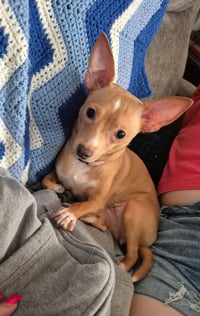Ellie - ADOPTION PENDING!!! - Photo 4