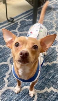 Ellie - ADOPTION PENDING!!! - Photo 2