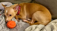 Ellie - ADOPTION PENDING!!! - Photo 8