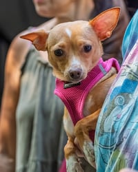 Ellie - ADOPTION PENDING!!! - Photo 5