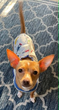Ellie - ADOPTION PENDING!!! - Photo 7