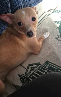 Ellie - ADOPTION PENDING!!! - Photo 10