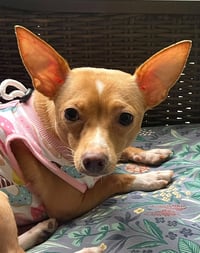 Ellie - ADOPTION PENDING!!! - Photo 6