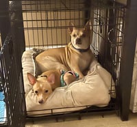 Ellie - ADOPTION PENDING!!! - Photo 9
