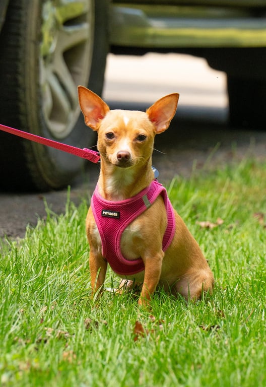 Ellie - ADOPTION PENDING!!! Image