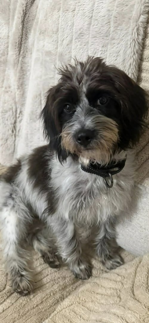 CASSIE - Poodle (Miniature) / Spaniel for adoption in Alexandria