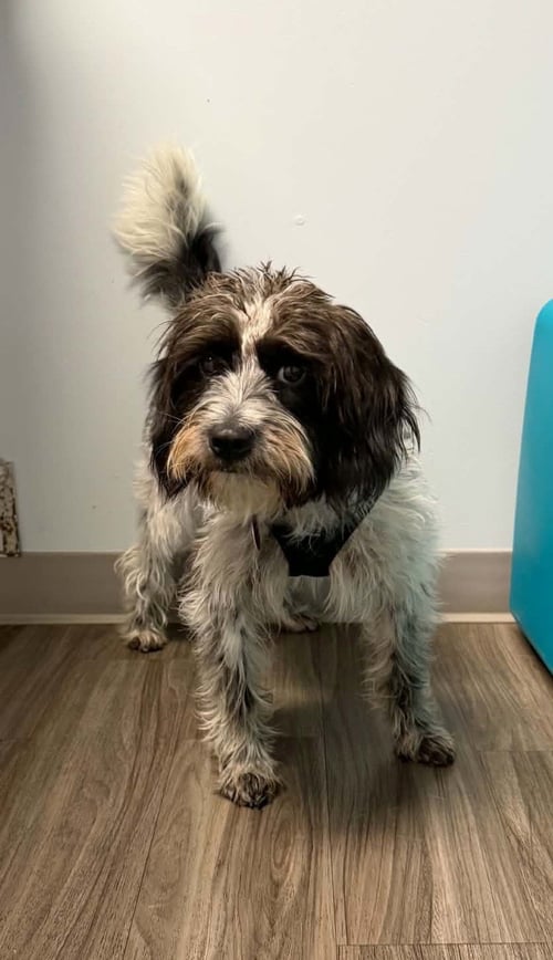 CASSIE - Poodle (Miniature) / Spaniel available for adoption