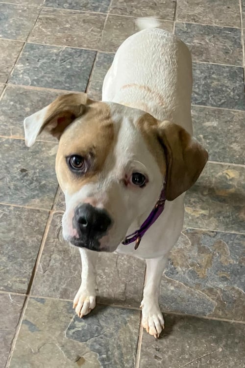 BUSTER - Boxer / Labrador Retriever available for adoption