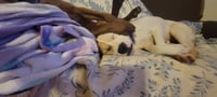 Buster - Photo 11