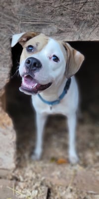 Buster - Photo 6