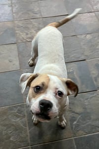 Buster - Photo 7