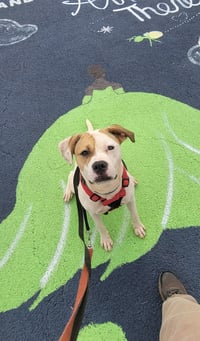 Buster - Photo 10
