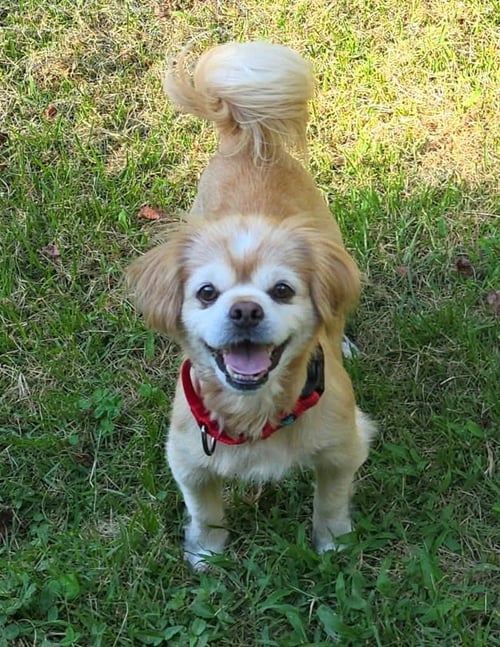 GORDON - ADOPTED!