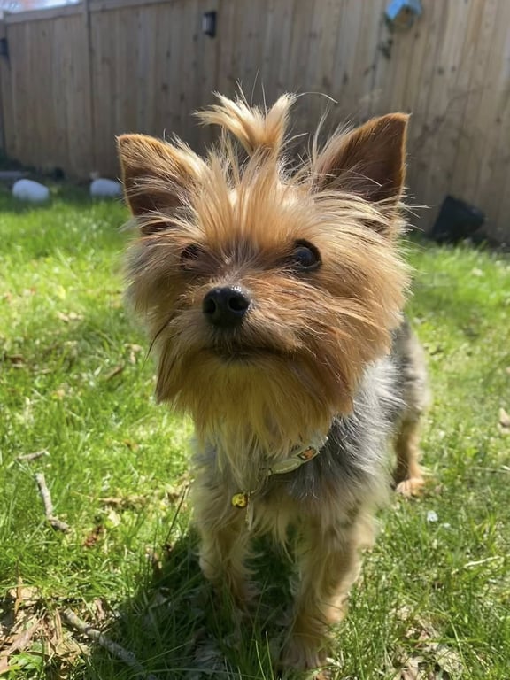 Penny - ADOPTED!! Image