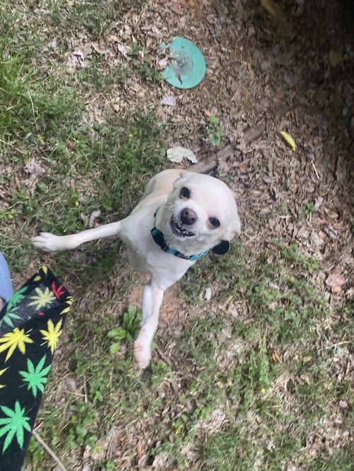 TINA - Chihuahua available for adoption