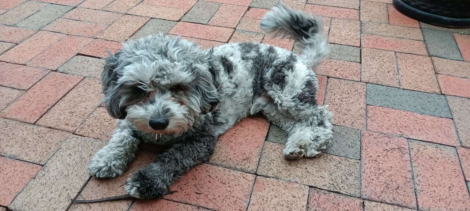 Charlie - Photo 3