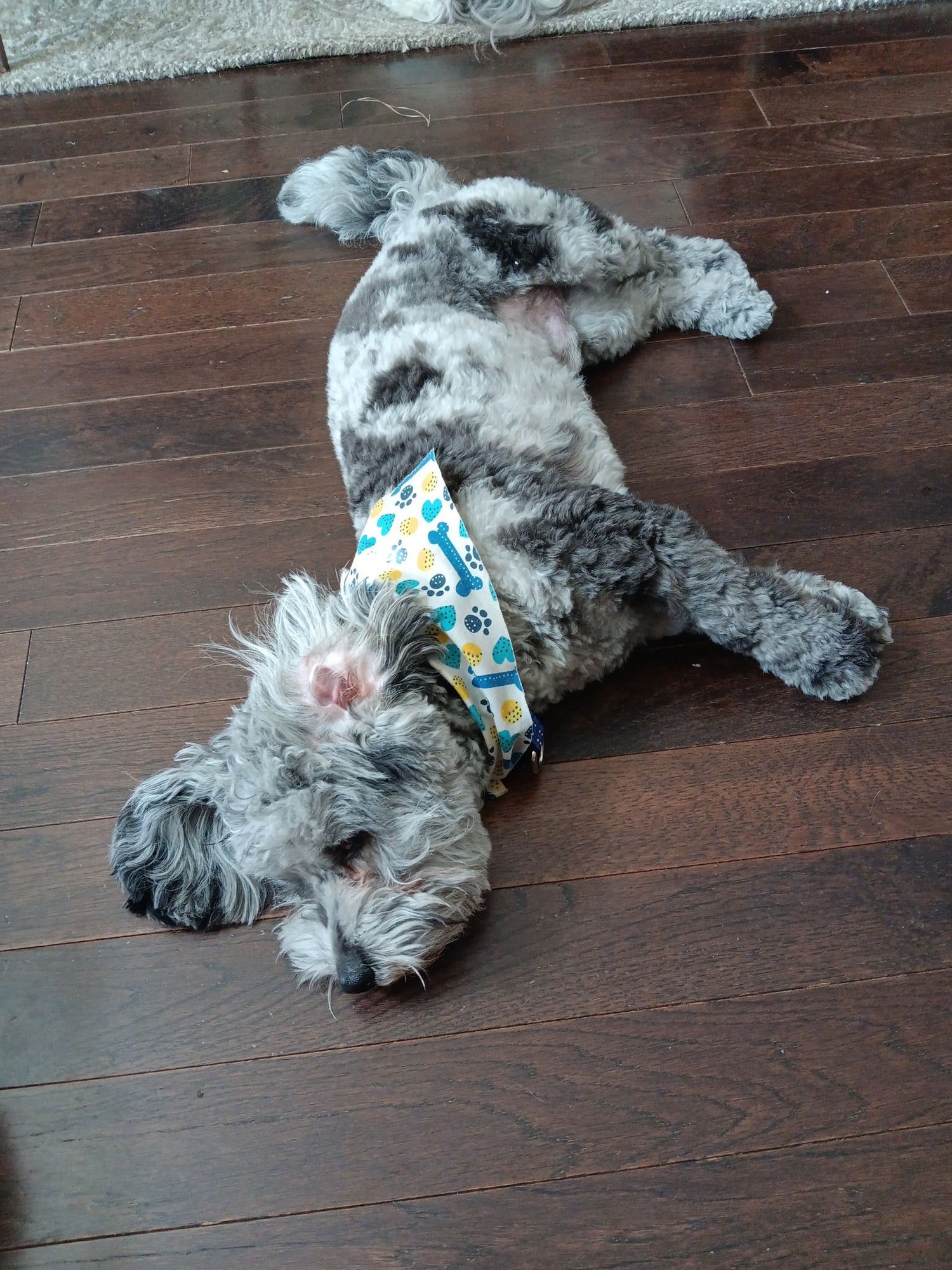 Charlie - Photo 4