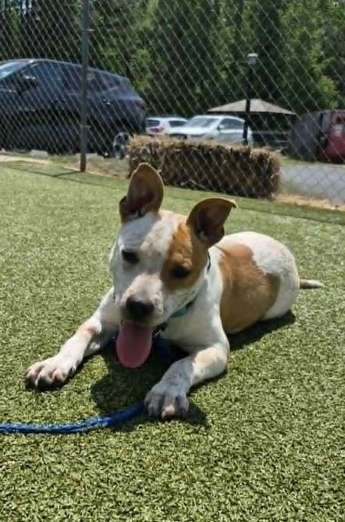 JOJO - American Staffordshire Terrier available for adoption