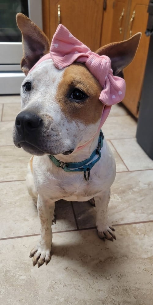 JOJO - American Staffordshire Terrier available for adoption