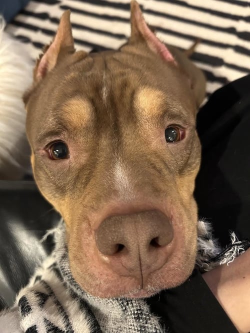 BOOMER - American Staffordshire Terrier available for adoption