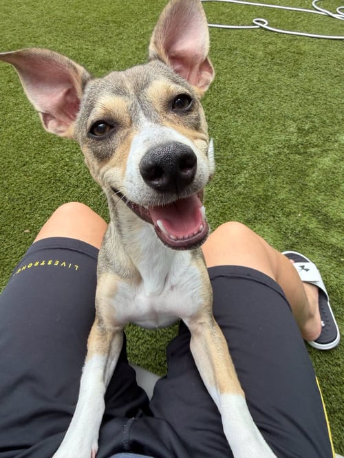 WILSON - Terrier available for adoption