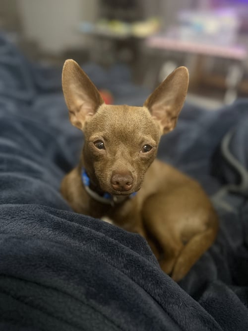 DEISEL - Chihuahua available for adoption