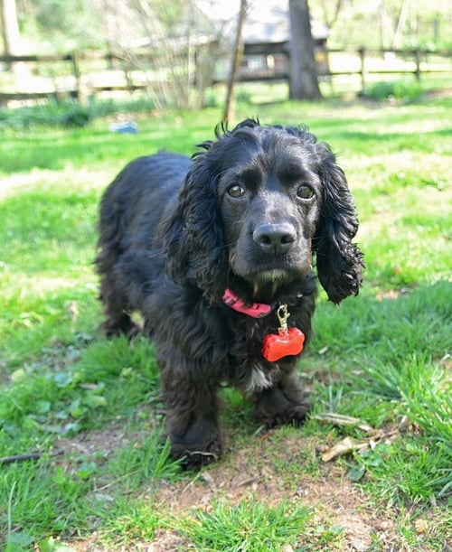 BELLA - ADOPTED!