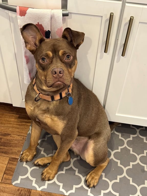 Twix Image